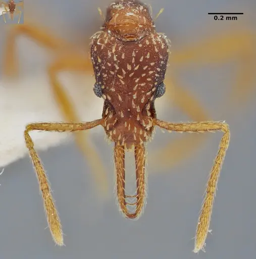 Strumigenys borgmeieri specimen