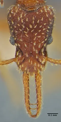 Strumigenys borgmeieri specimen