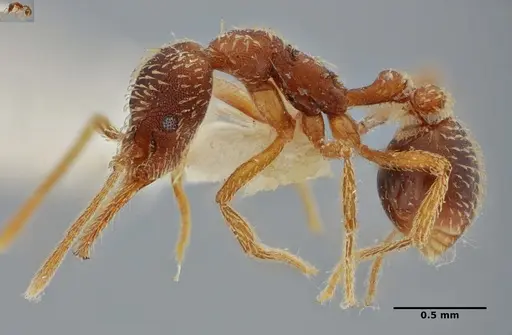 Strumigenys borgmeieri - ANTWEB1032494