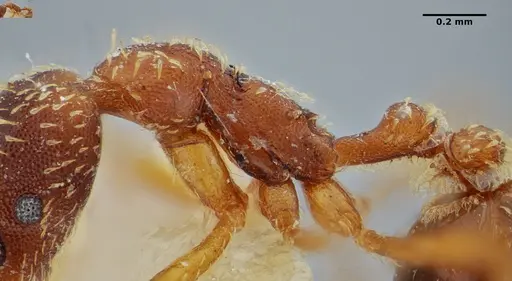 Strumigenys borgmeieri - ANTWEB1032494