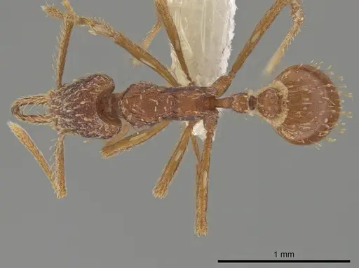 Strumigenys borgmeieri - CASENT0633464