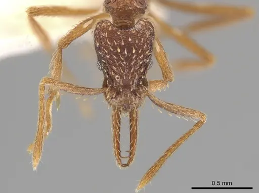 Strumigenys borgmeieri - CASENT0633464