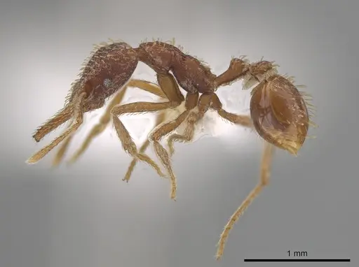 Strumigenys borgmeieri - CASENT0633464