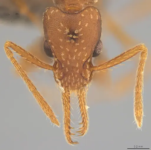 Strumigenys borgmeieri - CASENT4036198