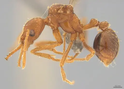 Strumigenys borgmeieri - CASENT4036198