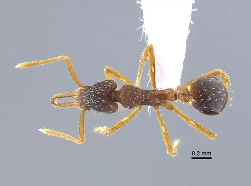 Strumigenys borgmeieri - CBUMAGENT41679