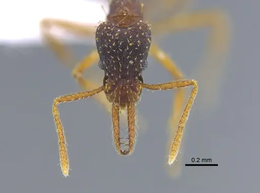 Strumigenys borgmeieri - CBUMAGENT41679