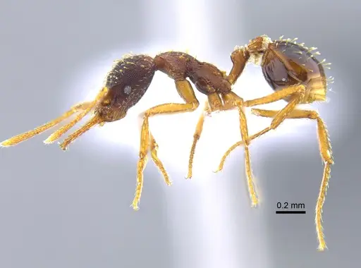 Strumigenys borgmeieri - CBUMAGENT41679