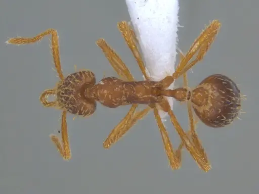 Strumigenys borgmeieri - ECOFOG-IT14-0964-63