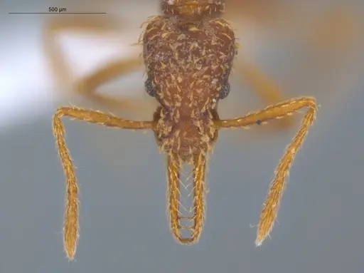 Strumigenys borgmeieri - ECOFOG-IT14-0964-63