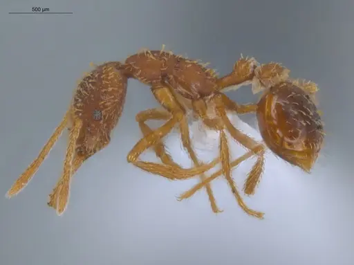 Strumigenys borgmeieri - ECOFOG-IT14-0964-63