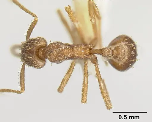 Strumigenys borgmeieri - INBIOCRI001283734