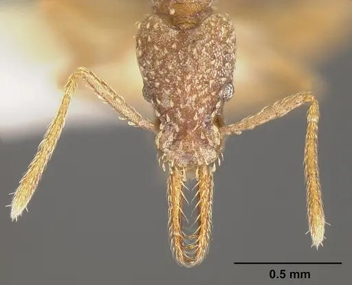 Strumigenys borgmeieri - INBIOCRI001283734