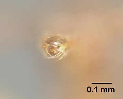 Strumigenys borgmeieri - INBIOCRI001283734