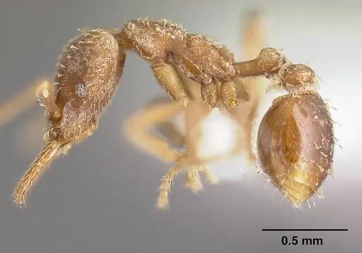 Strumigenys borgmeieri - INBIOCRI001283734