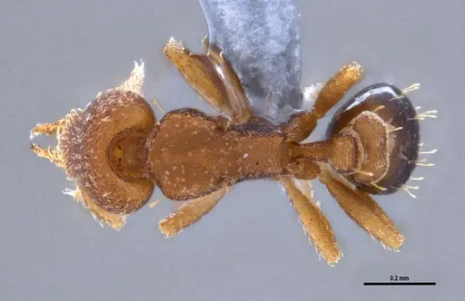 Strumigenys brevicornis specimen