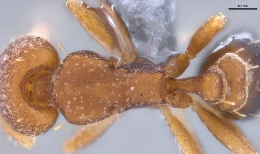 Strumigenys brevicornis specimen