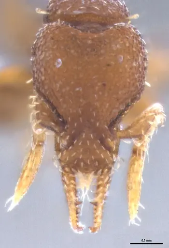 Strumigenys brevicornis specimen