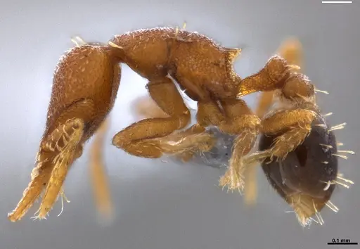 Strumigenys brevicornis - ANTWEB1053265