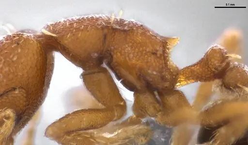 Strumigenys brevicornis - ANTWEB1053265