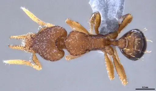 Strumigenys brevicornis - ANTWEB1053266