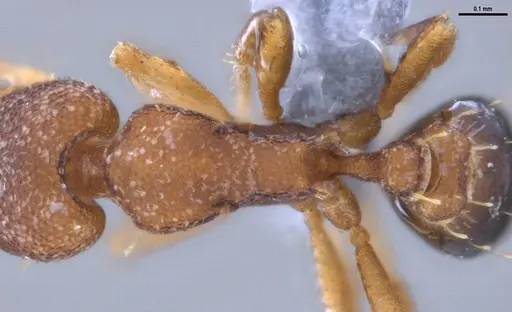 Strumigenys brevicornis - ANTWEB1053266