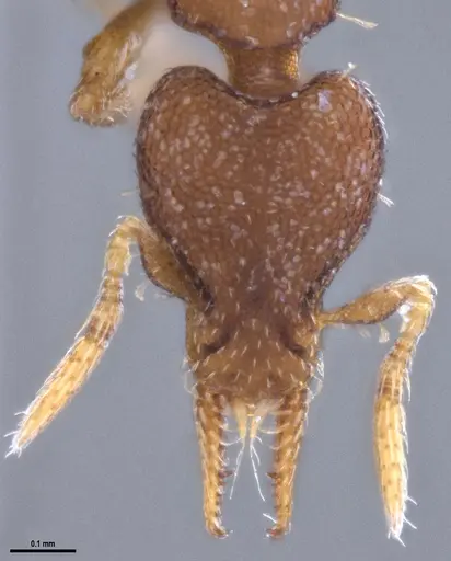 Strumigenys brevicornis - ANTWEB1053266