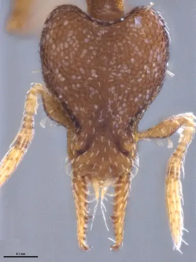 Strumigenys brevicornis - ANTWEB1053266