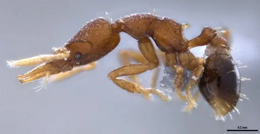 Strumigenys brevicornis - ANTWEB1053266