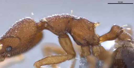 Strumigenys brevicornis - ANTWEB1053266