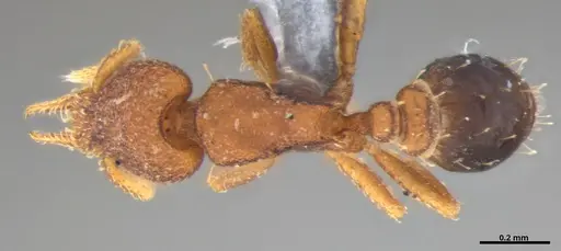 Strumigenys brevicornis - ANTWEB1053443