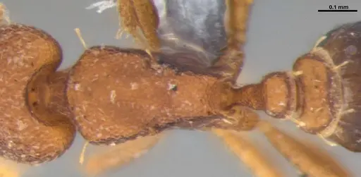 Strumigenys brevicornis - ANTWEB1053443