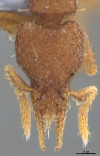 Strumigenys brevicornis - ANTWEB1053443