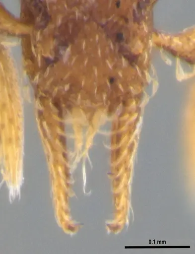 Strumigenys brevicornis - ANTWEB1053443