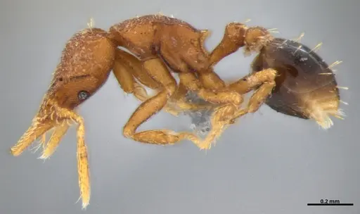 Strumigenys brevicornis - ANTWEB1053443