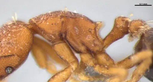 Strumigenys brevicornis - ANTWEB1053443