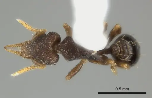 Strumigenys brevicornis - CASENT0217918