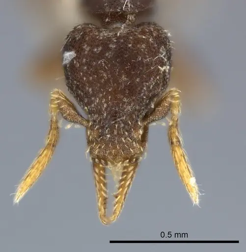 Strumigenys brevicornis - CASENT0217918