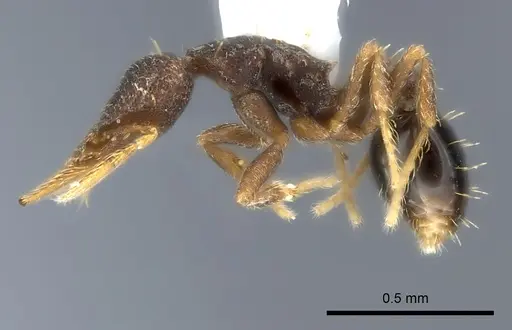 Strumigenys brevicornis - CASENT0217918