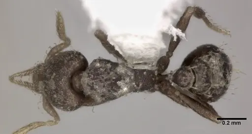 Strumigenys brevicornis - CASENT0246131