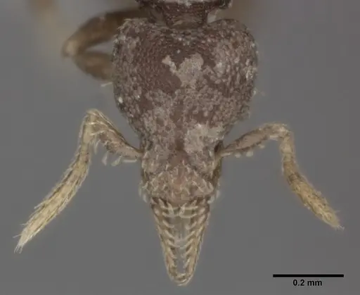 Strumigenys brevicornis - CASENT0246131