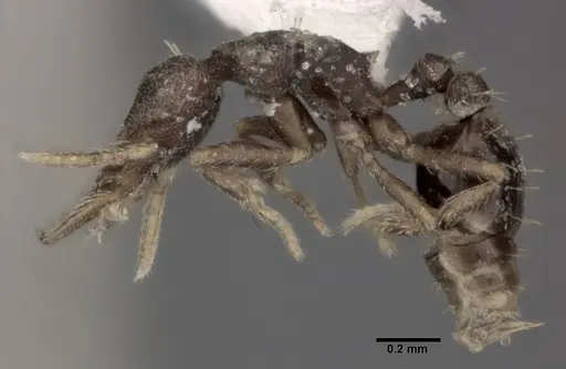 Strumigenys brevicornis - CASENT0246131