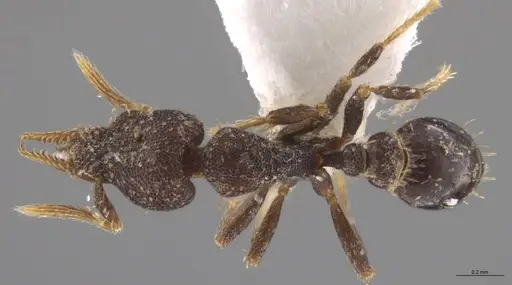 Strumigenys brevicornis - CASENT0600892