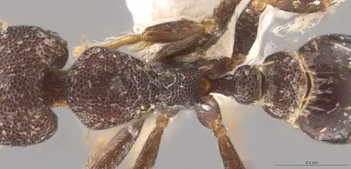 Strumigenys brevicornis - CASENT0600892