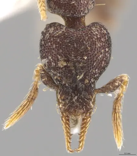 Strumigenys brevicornis - CASENT0600892