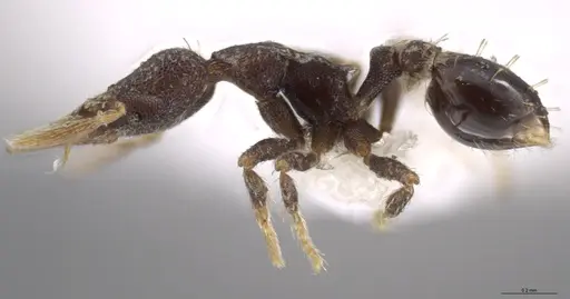 Strumigenys brevicornis - CASENT0600892