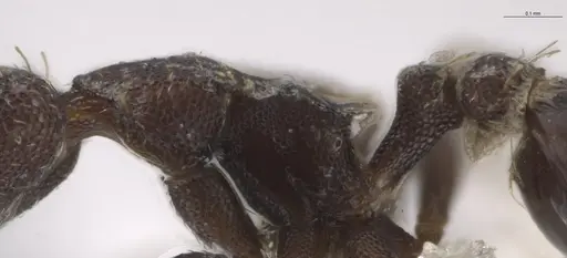 Strumigenys brevicornis - CASENT0600892