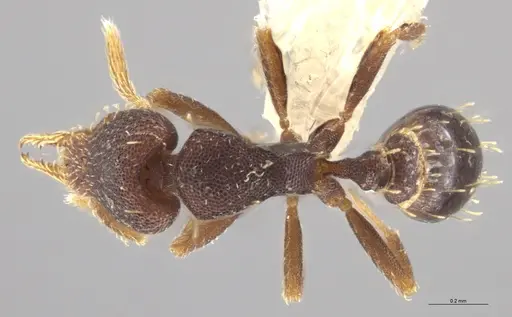 Strumigenys brevicornis - CASENT0601752