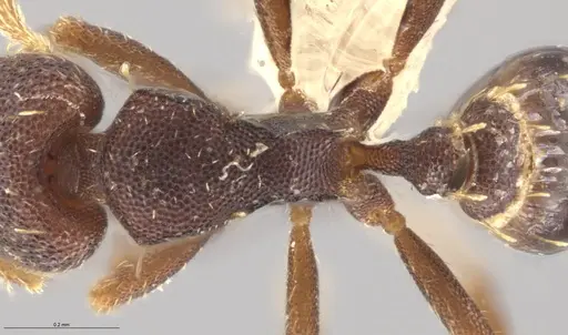 Strumigenys brevicornis - CASENT0601752