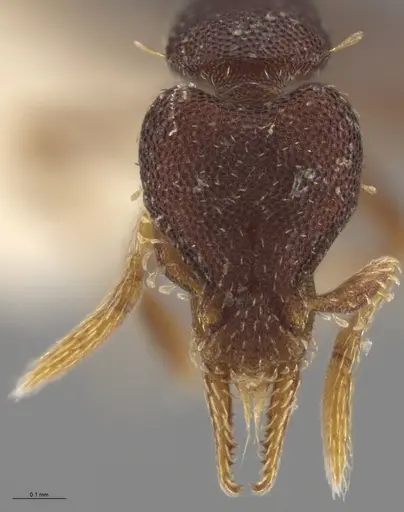 Strumigenys brevicornis - CASENT0601752